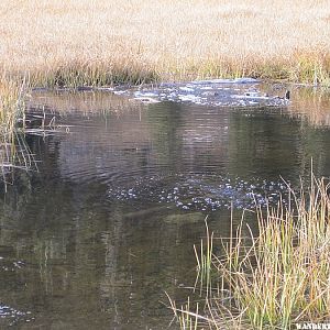 Close up of Cold Boiling Lake where carbon dioxide gasses are escaping