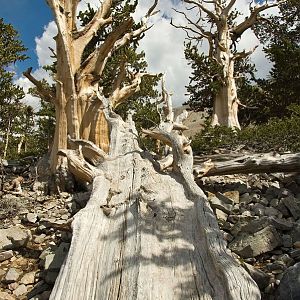 Along the Bristlecone Pine Trail in Great Basin National Park