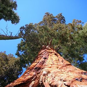 giant trees