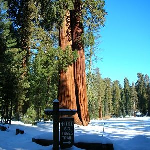 Big Trees Trail