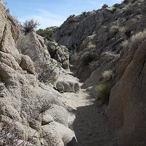 Lost Palms Oasis Trail