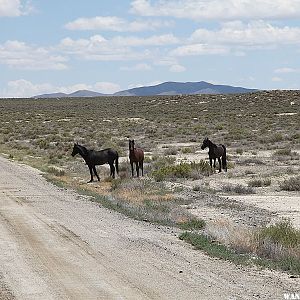 Wild Horses - Black Rock Desert