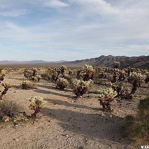 Cholla Cactus Garden