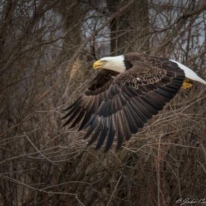 Bald Eagle in Central Minnesota