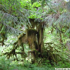 Hoh Rainforest 3.JPG