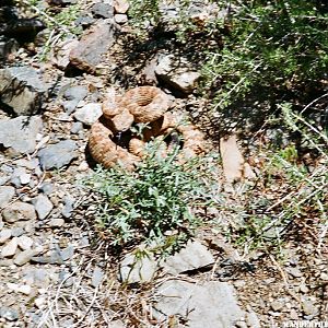 Buzz Worm: Speckled Rattler Near Butte Valley