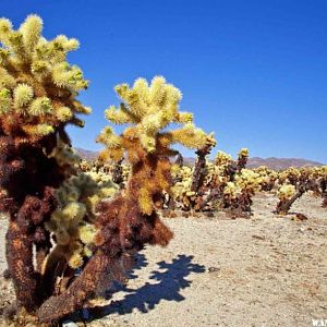 Those Teddy Bear Cholla are oh so soft, warm and cuddly.