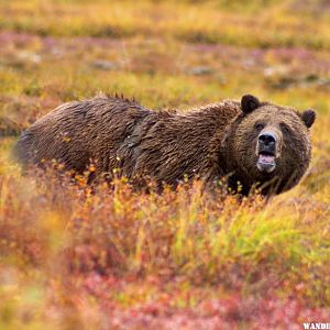 Grizzly Bear - Denali National Park