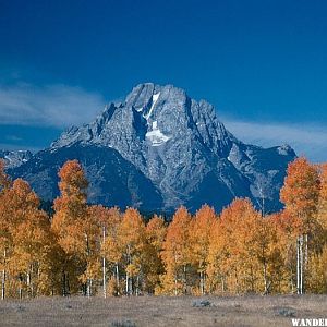 Mount Moran and aspens