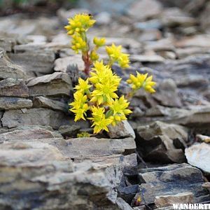 wild flowers