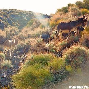 Burros in South Park Canyon--Panamint Mnts