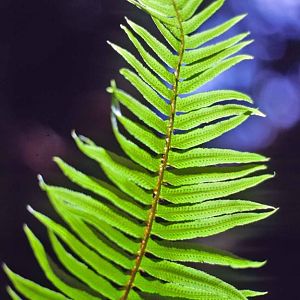 Fern in Fern Canyon