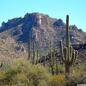 Saguaro National Park