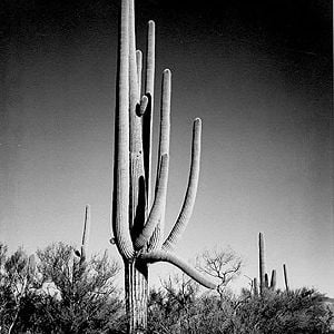 "In Saguaro National Monument" by Ansel Adams, ca. 1933-1942