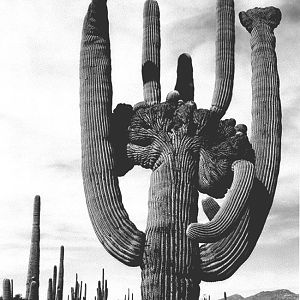 "Saguaros, Saguaro National Monument" by Ansel Adams, ca. 1933-1942