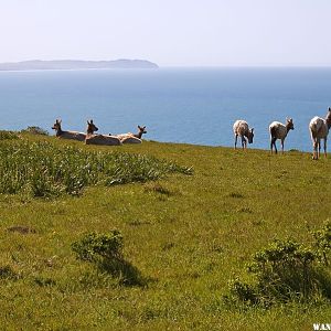 Elk Along Tomales Point Trail