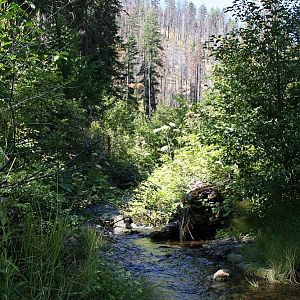 Black Canyon Trail - Ochoco Mountains