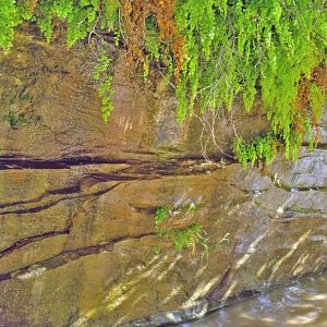 Seeps in Lower Hurricane Wash