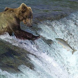 Brown bear sockeye salmon fishing