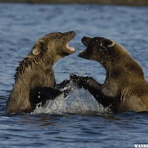 Bear cubs playing