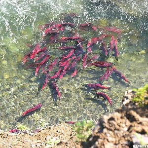 Sockeye salmon below Margot Creek Falls