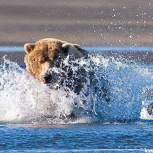 Brown Bear in Hallo Bay