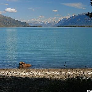 Brown bear at Brooks Camp