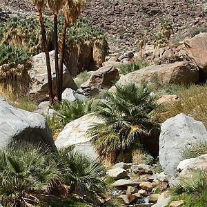 Borrego Palm Canyon Oasis