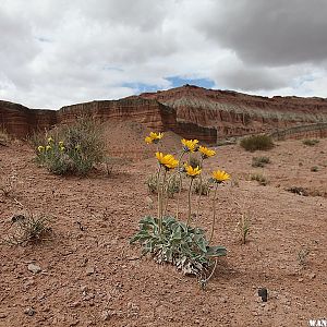 Spring at the Cathedral Valley