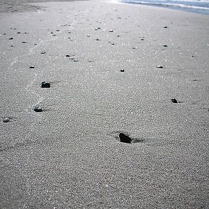 Carmel River State Beach