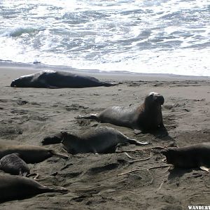 Elephant seals along Highway One