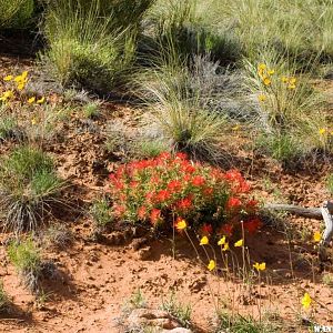 Alcove Nature Trail in May