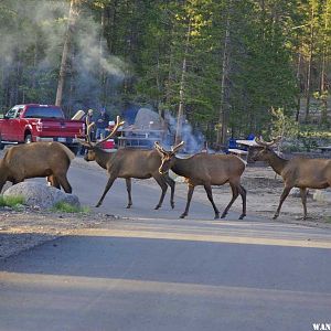 Elk in Glacier Basin CG