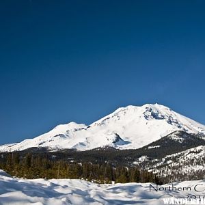 Shasta010.jpg