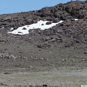 Herd of Antelope at the Summit of Mount Jefferson