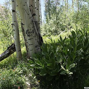 Mount Jefferson Trail - Nevada