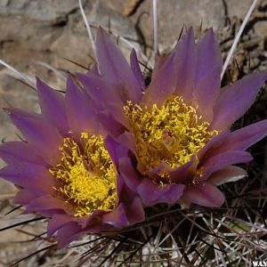 A different cactus flower