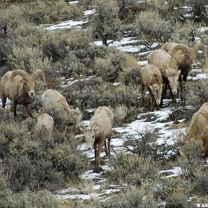 Bighorns -- Steens/Catlow Valley