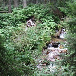 Giant Cedars Boardwalk