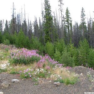 Wild flowers- Tweedsmuir Provincial Park