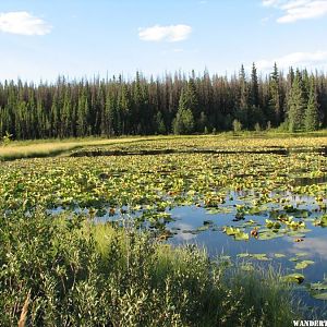 Co-op Lake