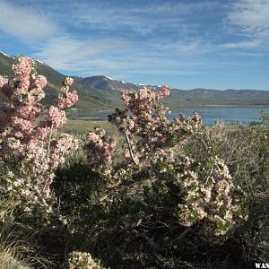 Mono Lake & flowering shrub in May