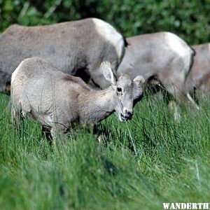 Bighorn family chows down