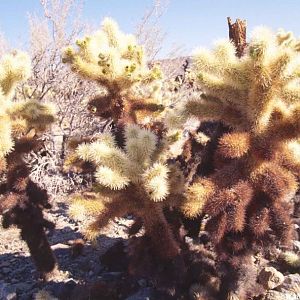 Teddy Bear Cholla