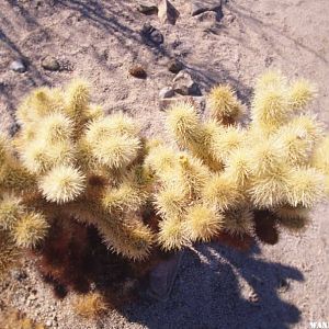 Teddy Bear Cholla