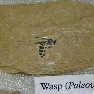 Fossil Wasp