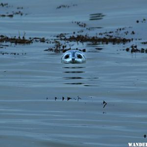 Harbor Seal