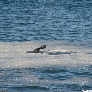 A whale tail. Just happen to pull off the hwy and started spotting whales!