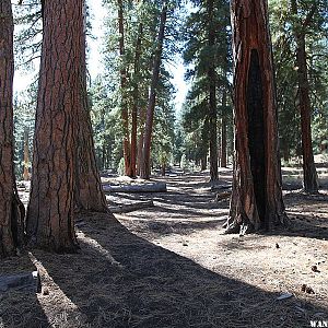 The Cinder Cone Trail follows the wagon path of the Lassen Emigrant Trail