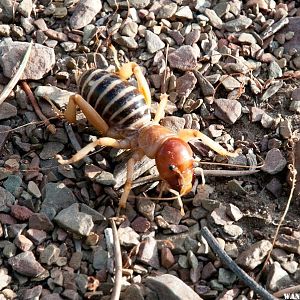 Jerusalem Cricket, aka Potato Bug